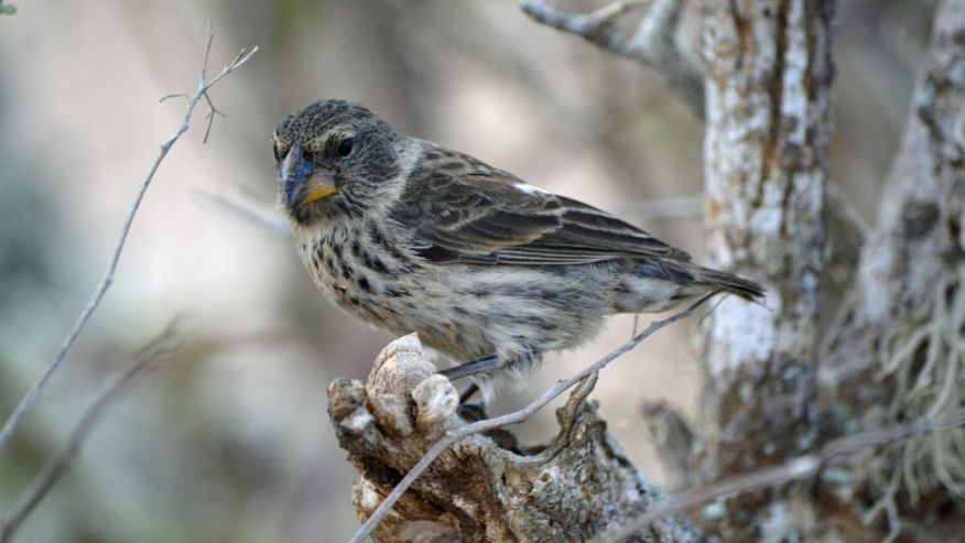 Extinction looms for Charles Darwin’s finches, and humans are to blame