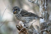 Extinction looms for Charles Darwin’s finches, and humans are to blame