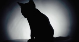 Big ‘Schrödinger’s Cats’ created