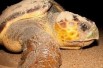 Rising temperatures could be bad news for male loggerhead turtles