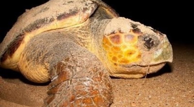 Rising temperatures could be bad news for male loggerhead turtles