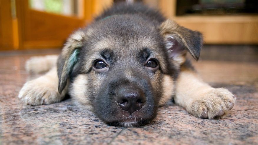 The Worst Dog Breeds for Apartment Living