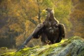 Scottish trials to stop sea eagles stealing lambs