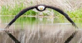 Photographer ‘overwhelmed’ by response to bald eagle picture
