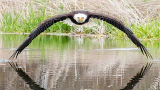 Photographer ‘overwhelmed’ by response to bald eagle picture